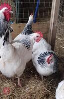3 LIGHT SUSSEX HENS (BIDS PER HEN)