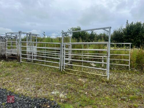 IAE CATTLE CRUSH & RACE SYSTEM
