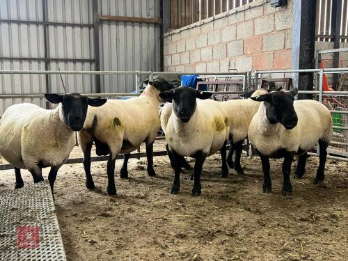 5 X 2019 BORN PEDIGREE SUFFOLK EWES (BIDS PER LIFE)