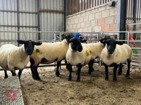 5 X 2019 BORN PEDIGREE SUFFOLK EWES (BIDS PER LIFE) - 2