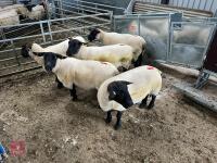 5 X 2019 BORN PEDIGREE SUFFOLK EWES (BIDS PER LIFE) - 5