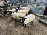 5 X 2019 BORN PEDIGREE SUFFOLK EWES (BIDS PER LIFE) - 6