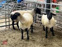 3 X 2020 BORN PEDIGREE SUFFOLK EWES (BIDS PER LIFE) - 2