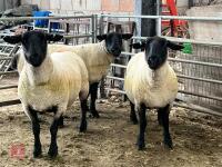 3 X 2020 BORN PEDIGREE SUFFOLK EWES (BIDS PER LIFE) - 3