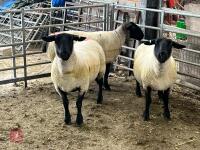 3 X 2020 BORN PEDIGREE SUFFOLK EWES (BIDS PER LIFE) - 4