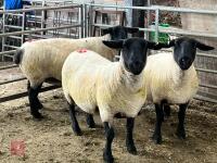 3 X 2020 BORN PEDIGREE SUFFOLK EWES (BIDS PER LIFE) - 5