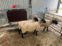 3 X 2020 BORN PEDIGREE SUFFOLK EWES (BIDS PER LIFE) - 6