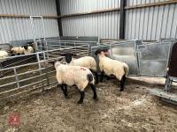 3 X 2020 BORN PEDIGREE SUFFOLK EWES (BIDS PER LIFE) - 7
