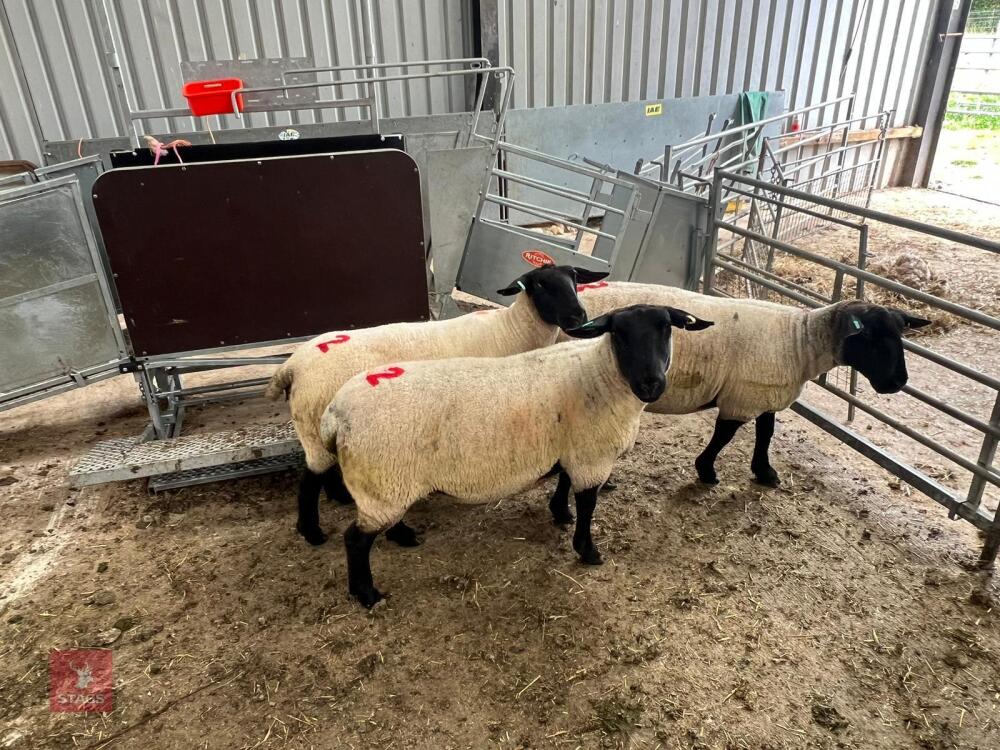 3 X 2020 BORN PEDIGREE SUFFOLK EWES (BIDS PER LIFE)
