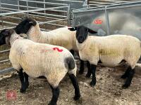 3 X 2020 BORN PEDIGREE SUFFOLK EWES (BIDS PER LIFE) - 8