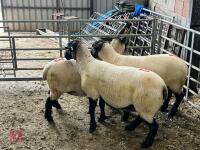 3 X 2021 BORN PEDIGREE SUFFOLK EWES (BIDS PER LIFE) - 2