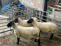 3 X 2021 BORN PEDIGREE SUFFOLK EWES (BIDS PER LIFE) - 4