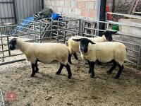 3 X 2021 BORN PEDIGREE SUFFOLK EWES (BIDS PER LIFE) - 5