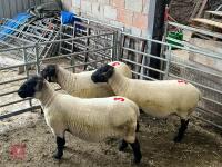 3 X 2021 BORN PEDIGREE SUFFOLK EWES (BIDS PER LIFE) - 6