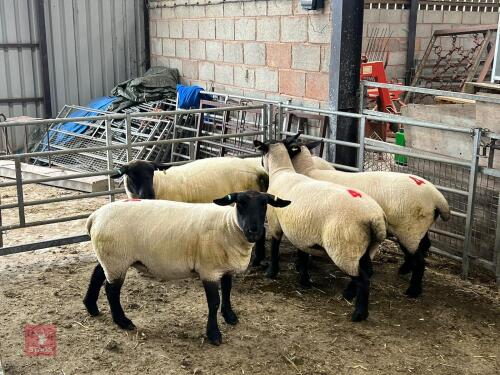 5 X 2022 BORN PEDIGREE SUFFOLK EWES (BIDS PER LIFE)