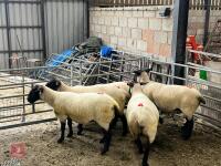 5 X 2022 BORN PEDIGREE SUFFOLK EWES (BIDS PER LIFE) - 2