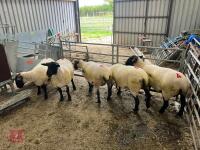 5 X 2022 BORN PEDIGREE SUFFOLK EWES (BIDS PER LIFE) - 6