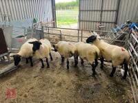 5 X 2022 BORN PEDIGREE SUFFOLK EWES (BIDS PER LIFE) - 7