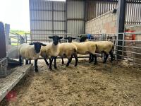 5 X 2022 BORN PEDIGREE SUFFOLK EWES (BIDS PER LIFE) - 8