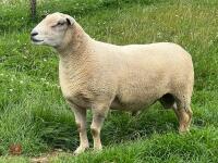 2022 CHAROLAIS RAM - 2