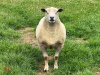 2022 CHAROLAIS RAM - 3