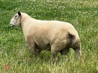 2022 CHAROLAIS RAM - 4