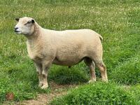 2022 CHAROLAIS RAM - 5