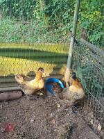 2 SILKIE CROSS LAYING HENS (BIDS PER HEN)
