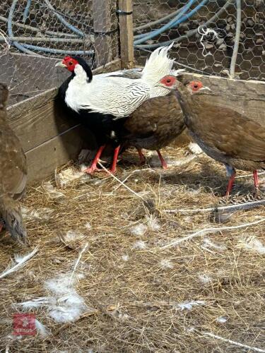TRIO OF SILVER PHEASENTS (BIDS PER BIRD)