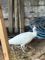 TRIO OF WHITE PEAFOWL (BIDS PER BIRD) - 3