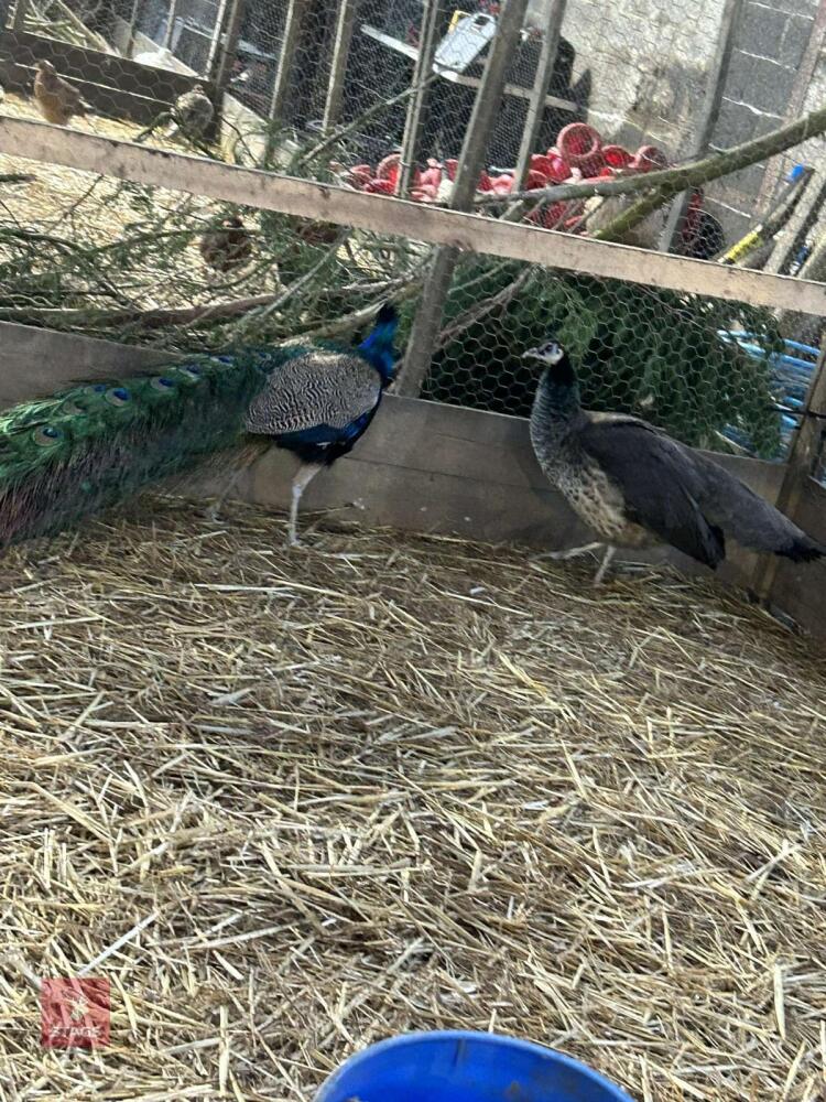 PAIR OF INDIAN BLUE PEAFOWL (BIDS PER BIRD)