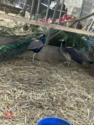 PAIR OF INDIAN BLUE PEAFOWL (BIDS PER BIRD)