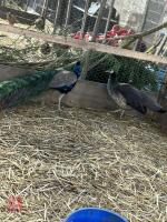 PAIR OF INDIAN BLUE PEAFOWL (BIDS PER BIRD)