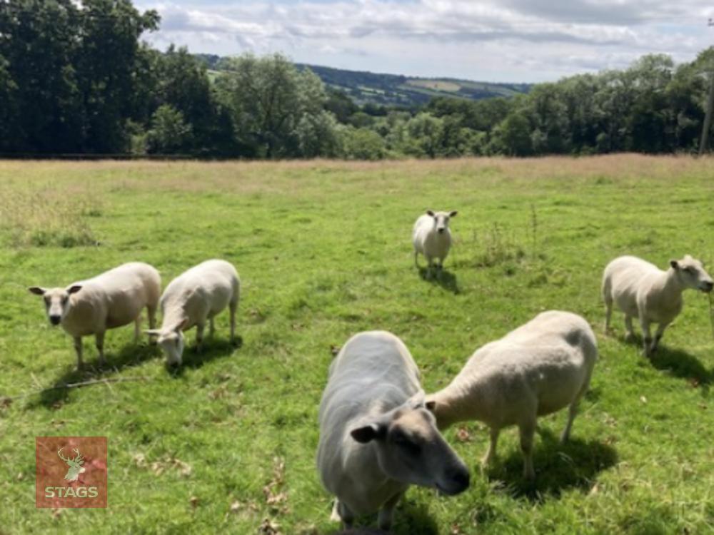 7 4T CHARTEX X CONTINENTAL EWE (BIDS PER LIFE)