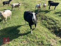 1 X ZWARBTLE X TEASER RAM