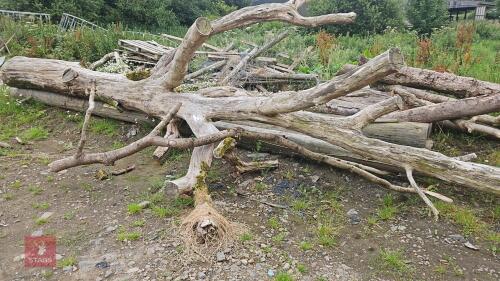 TREE TRUNK