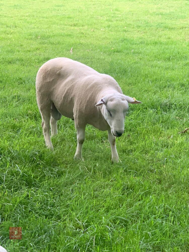 18MO LLEYN PURE BRED SHEARLING RAM