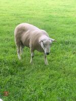 18MO LLEYN PURE BRED SHEARLING RAM