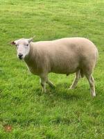 18MO LLEYN PURE BRED SHEARLING RAM - 2