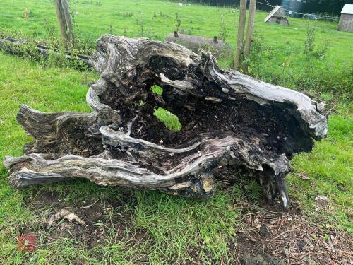 LARGE PIECE OF ORNAMENTAL TREE TRUNKS