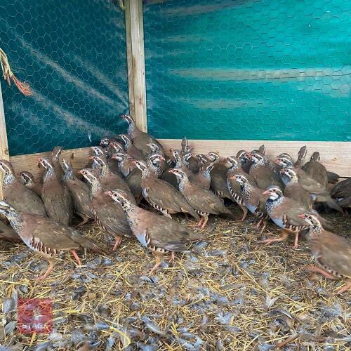 1500 X15WK OLD RED LEG PARTRIDGE