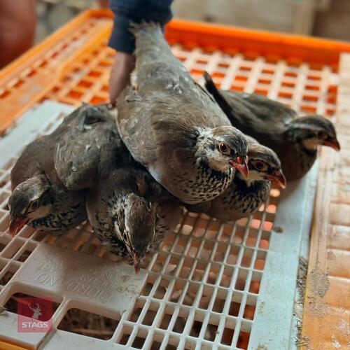 1000 X15WK OLD RED LEG PARTRIDGE