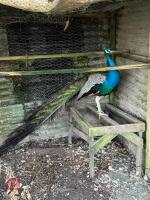 3YO INDIAN BLUE PEACOCK - 2