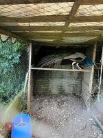 3YO INDIAN BLUE PEACOCK - 3
