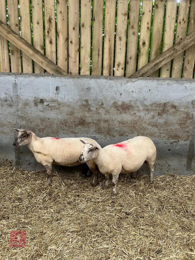 2 X 4T SUFFOLK X BERRICHON EWES (BIDS PER LIFE)