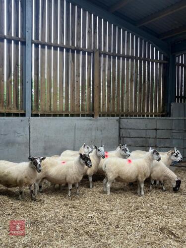11 X 4T BFL CHEVIOT X SCOTCH EWES (BIDS PER LIFE)