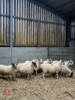 11 X 4T BFL CHEVIOT X SCOTCH EWES (BIDS PER LIFE)