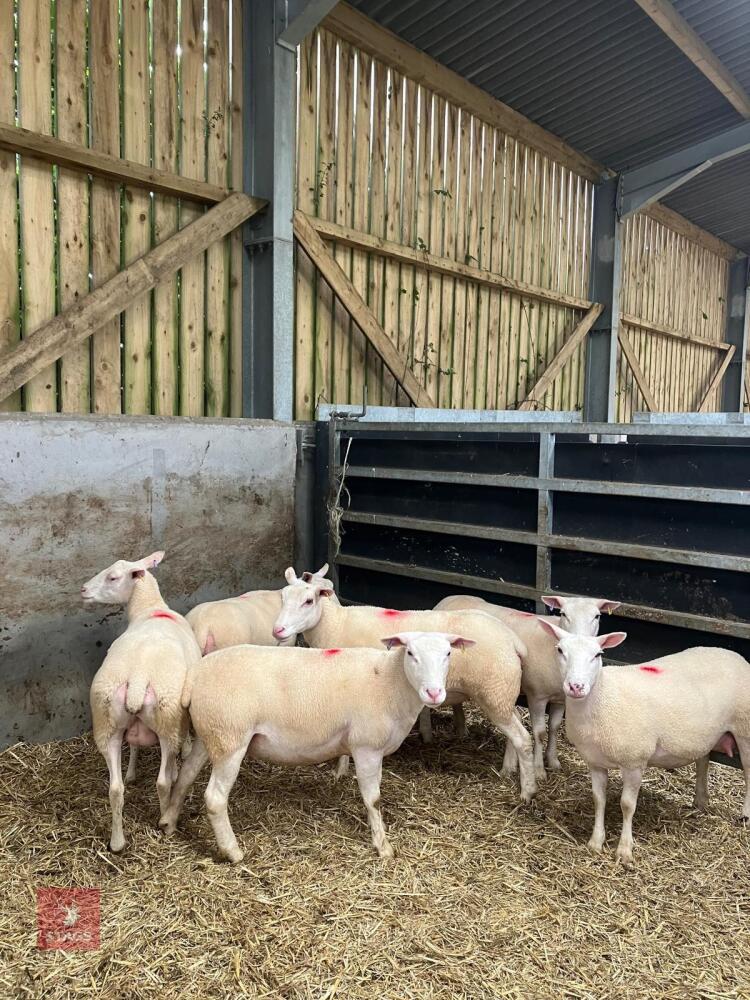 6 X 4T PURE BERRICHON EWES (BIDS PER LIFE)