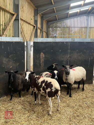 5 X 4T JACOB X BFL EWES (BIDS PER LIFE)