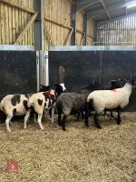 5 X 4T JACOB X BFL EWES (BIDS PER LIFE) - 2